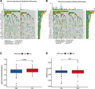 An IFN-γ-related signature predicts prognosis and immunotherapy response in bladder cancer: Results from real-world cohorts